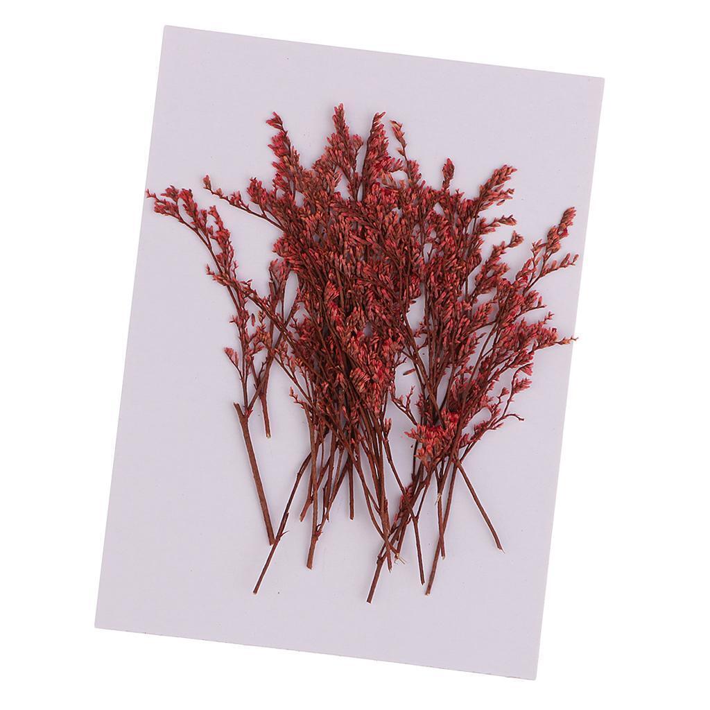 20 Pieces Dyed Red Limonium Real Dried Flower Pressed Dried Flower for Craft