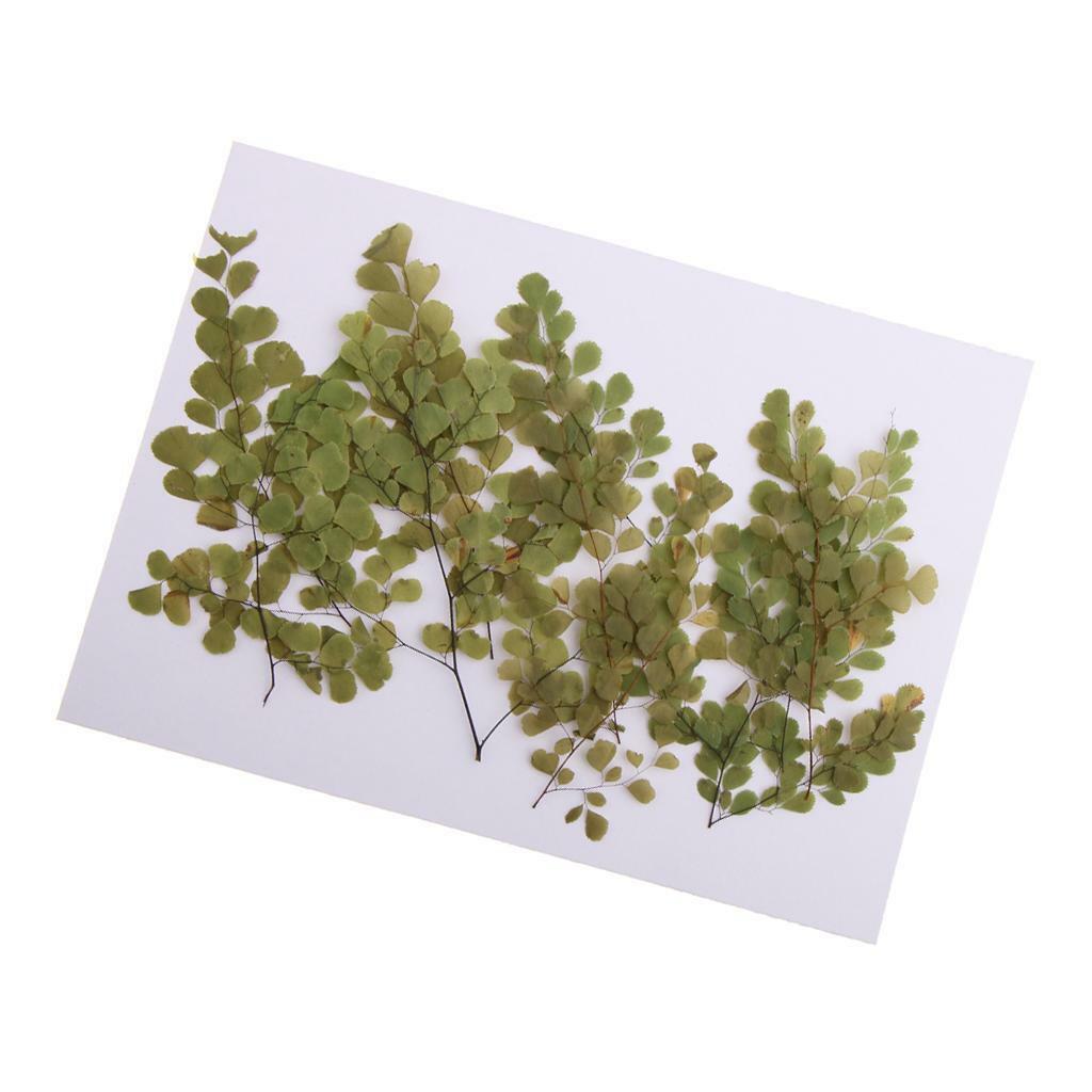of 10 Pressed Flowers Adiantum Set  Blossom  Decoration