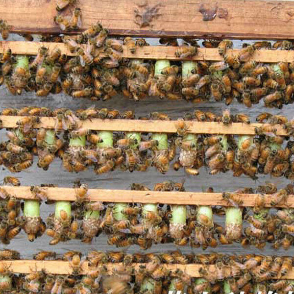 500pcs Beekeeping Queen Cell Cups Royal Jelly Cups Queen Rearing Equip