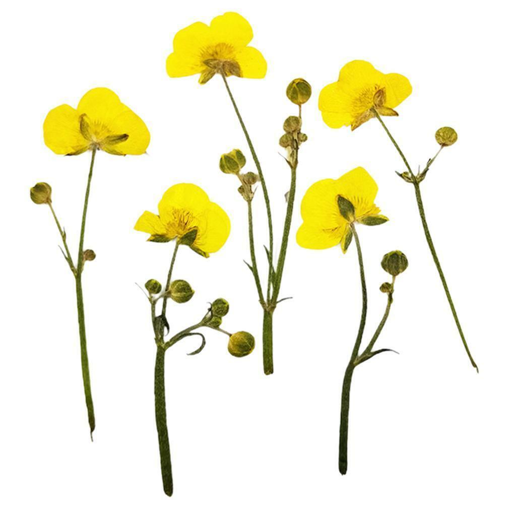 16x Natrual Dried Flowers Leaves  Art Jewelry  Phone