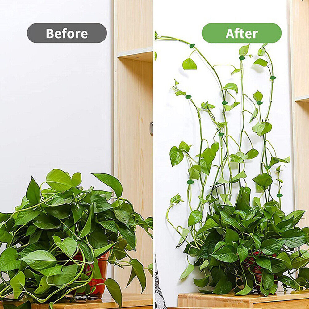10pcs Plant Fixture Clip Climbing Wall Self-Adhesive Fastener Vine Buckles