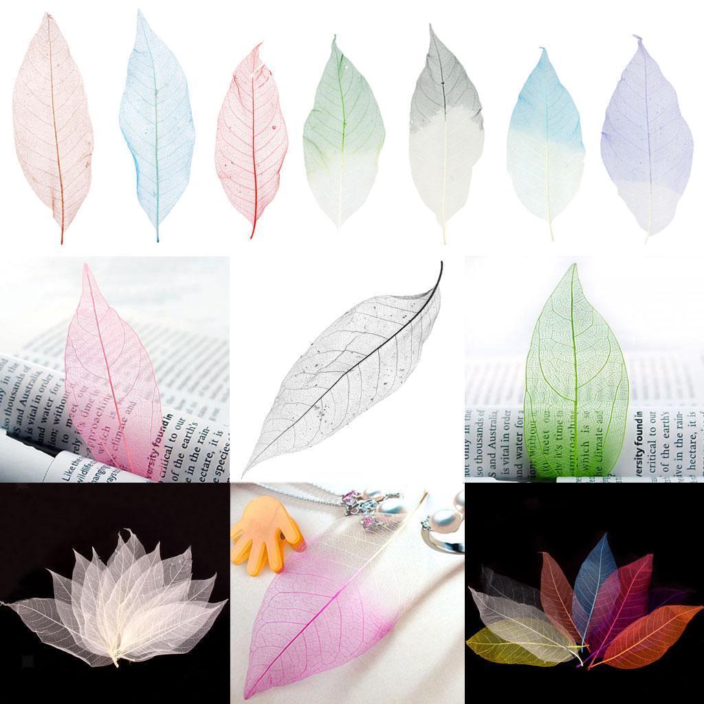 100 Natural Magnolia Skeleton Leaves Coffee Big Leaves - 13-15 Cm