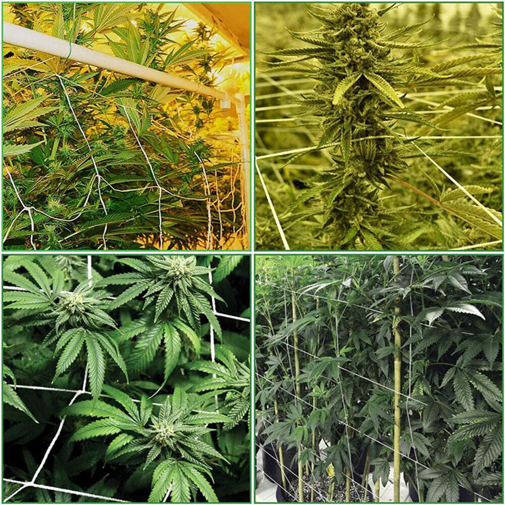 Garden Plant Climbing Net Polyester Grape Vine Grow Support Trellis Netting