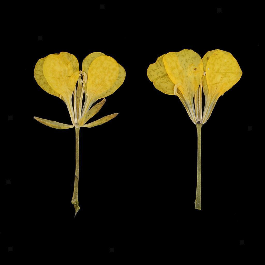 12 Pieces Pressed Flowers Dried Real Rape Flowers DIY Card Making Art Crafts