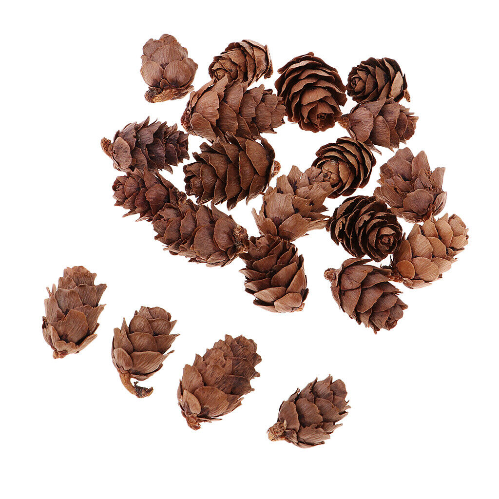 50Pcs Mini Small  Dried Pine Cones In Bulk Dried Flowers for Christmas