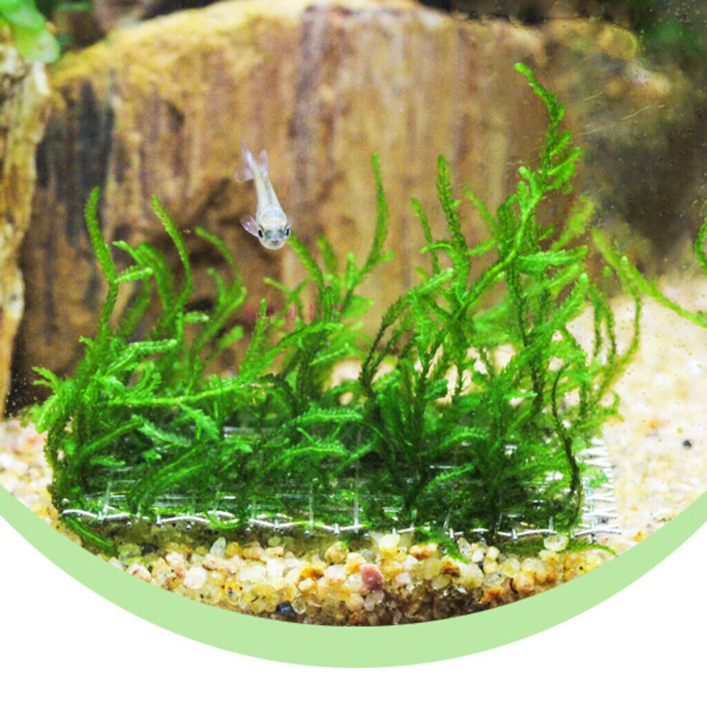 20 Pcs Stainless Steel Decorative Aquatic   for Aquarium Plants