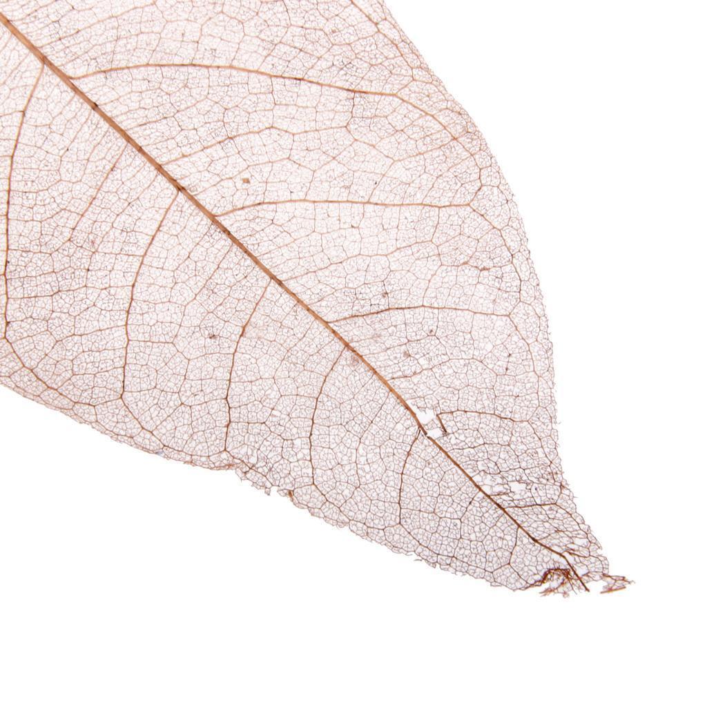 100 Natural Magnolia Skeleton Leaves Coffee Big Leaves - 13-15 Cm