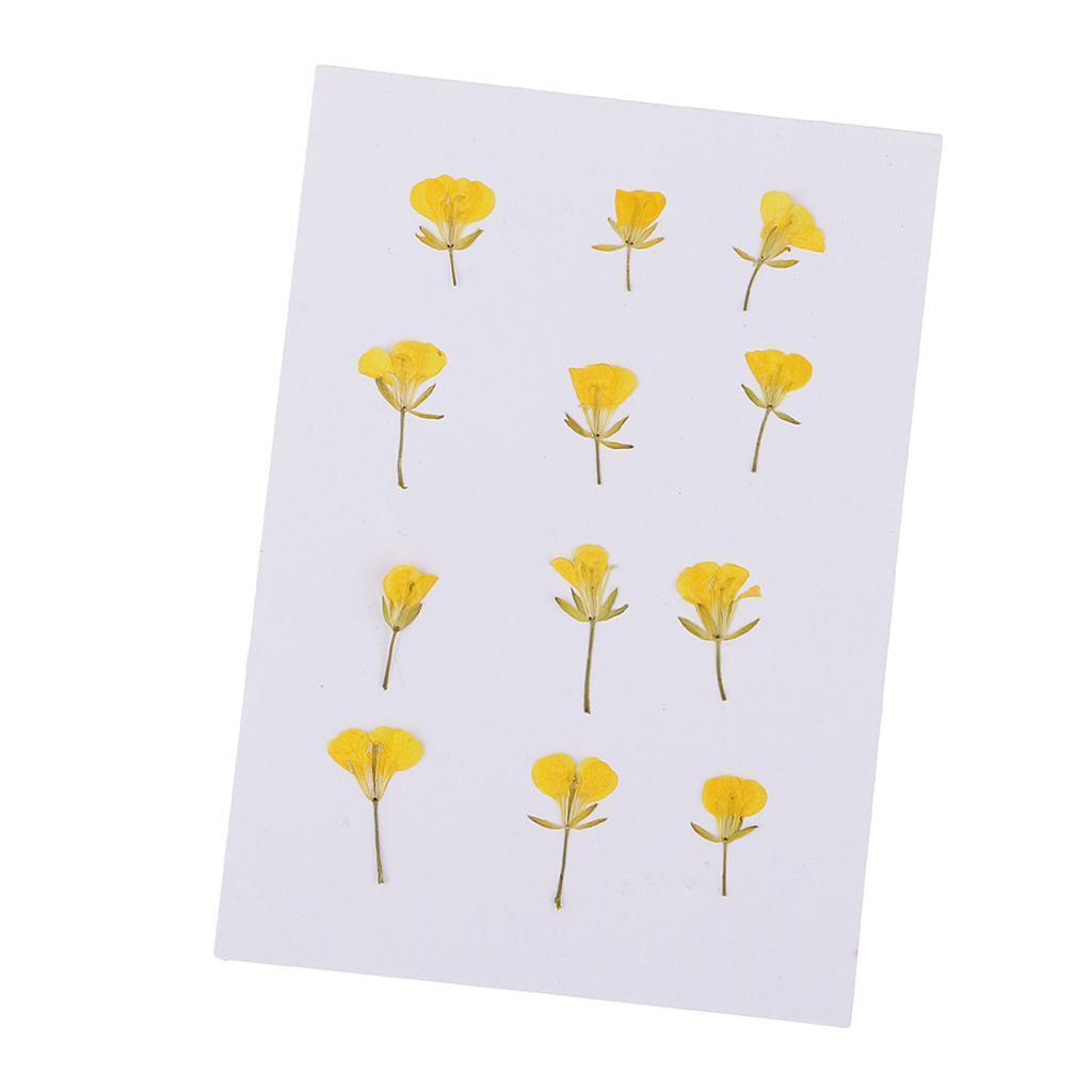 12 Pieces Pressed Flowers Dried Real Rape Flowers DIY Card Making Art Crafts