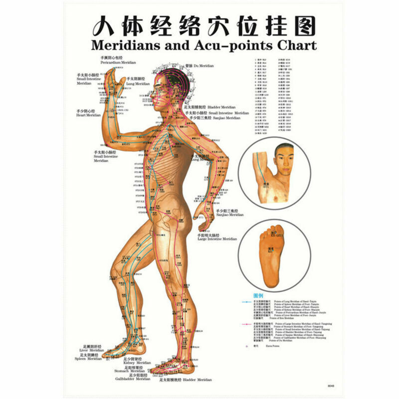 7pcs/set English Acupuncture Meridian Acupressure Points Posters Chart Wall Map
