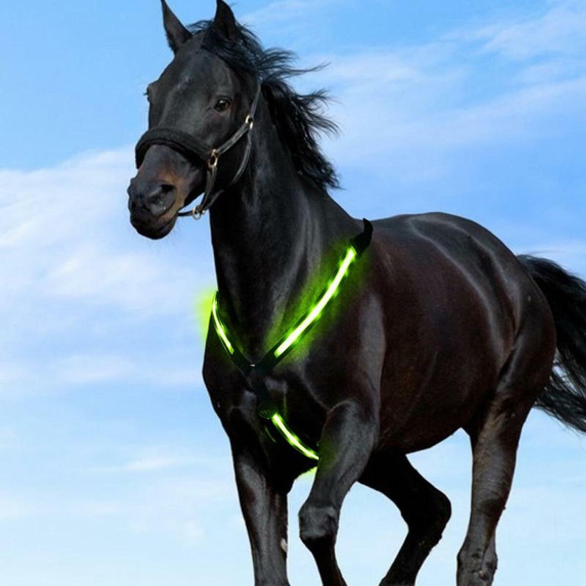 LED Chest Collar for Horses USB Rechargeable High Visibility for Riding