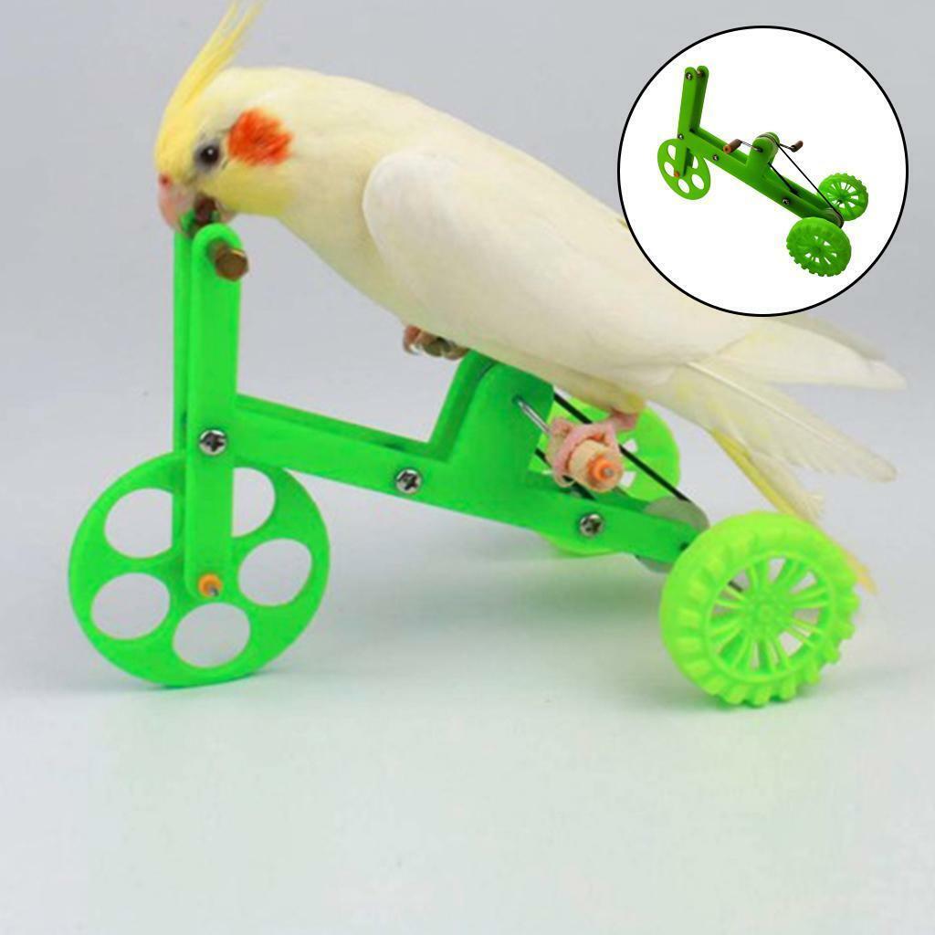 Funny Parrot   Educational Training Supplies for Cockatiel Parakeet