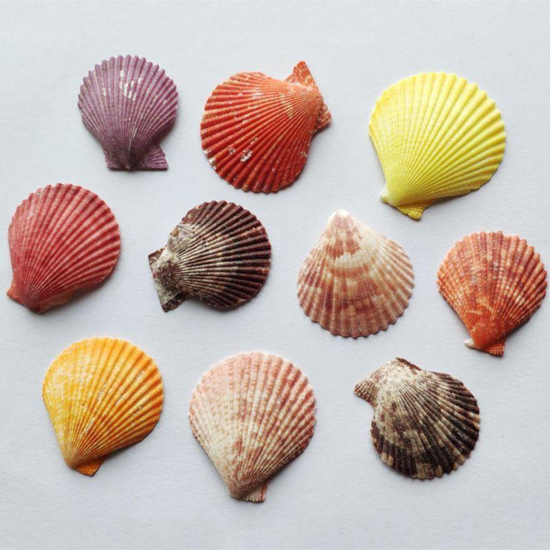120g Natural Turbo Seashell Sea Conch Hermit Crab House Aquarium Practical Shell