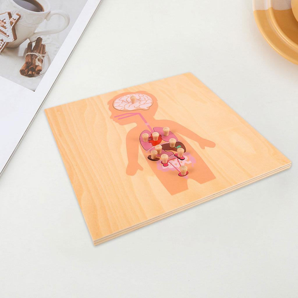 Wooden Montessori Science Puzzle Skeleton Educational  and   3+