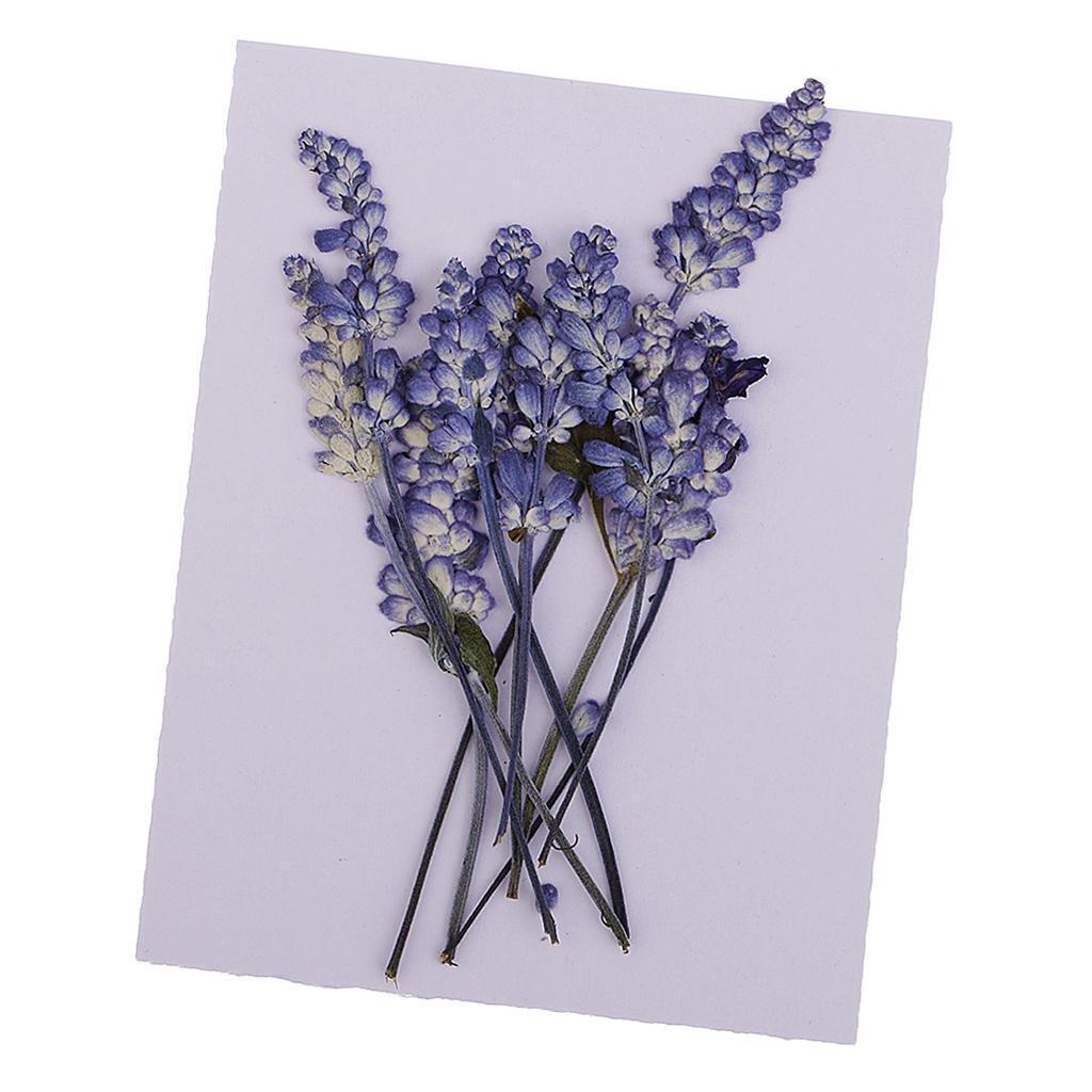 1  Pressed Dried Flowers Charms Paper Art Crafts  Decor