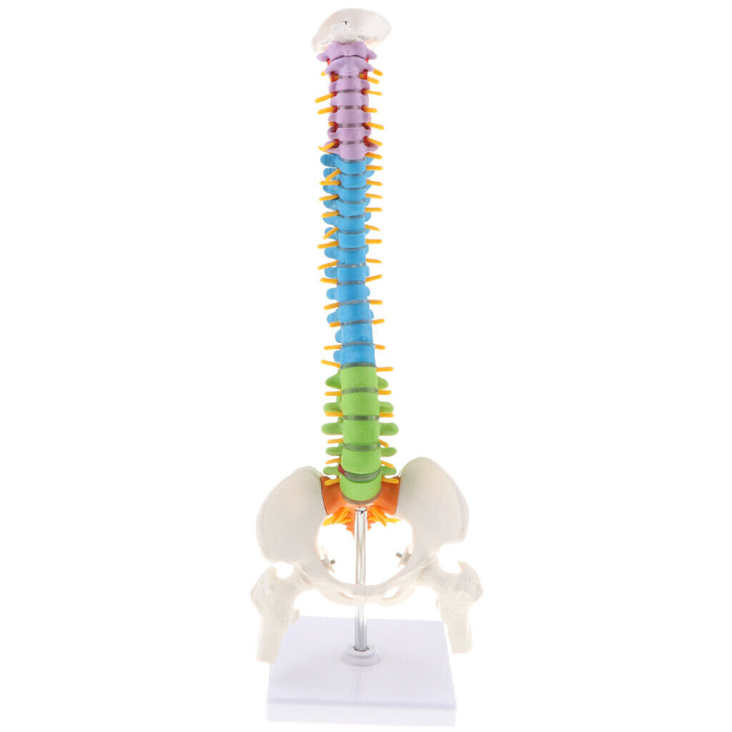 Colored Vertebra Statue   Spine Study Display Statues