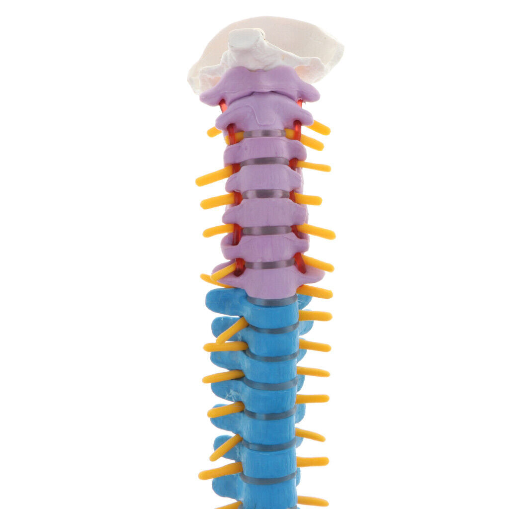 Colored Vertebra Statue   Spine Study Display Statues