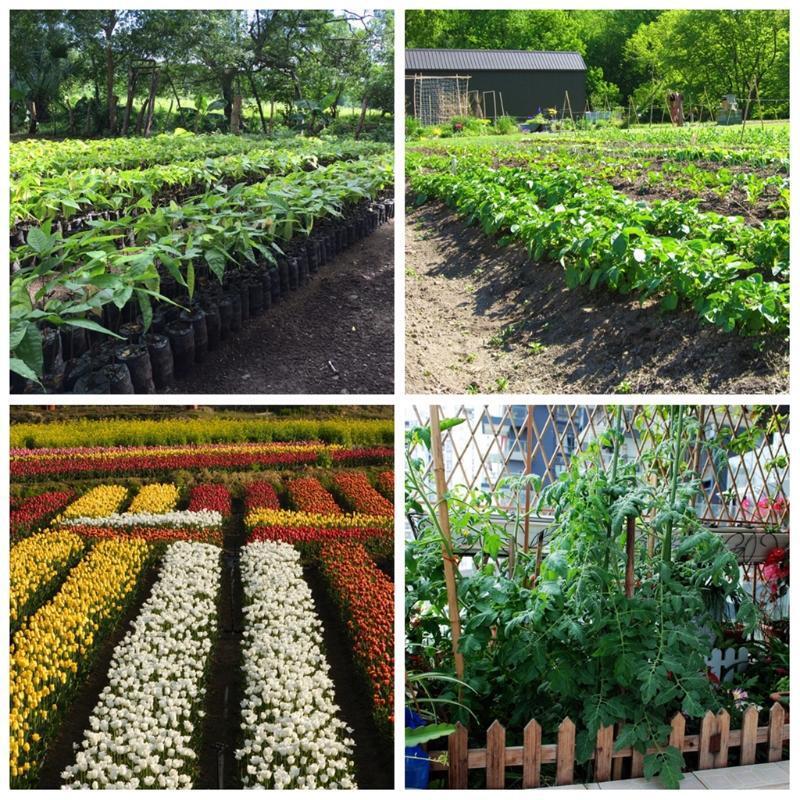 20ml Gibberellic Acid Liquid for Plant Growing 920 Plant Growth Promotion