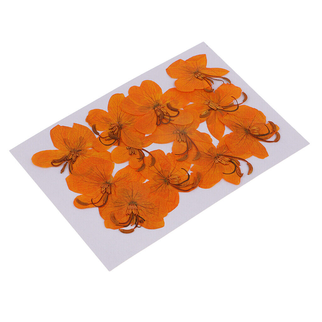 12 Pcs  Dried Pressed Flowers Cassiae Flowers DIY  Crafts
