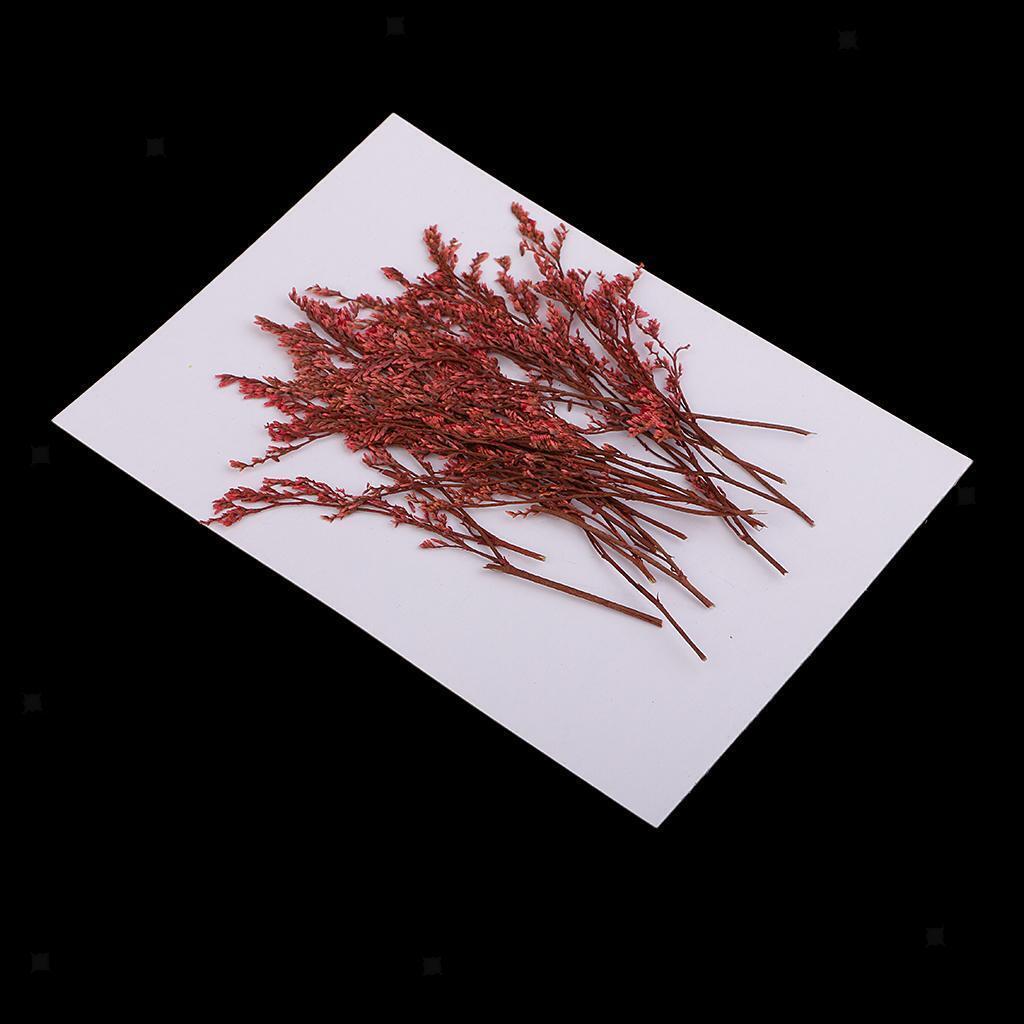 20 Pieces Dyed Red Limonium Real Dried Flower Pressed Dried Flower for Craft