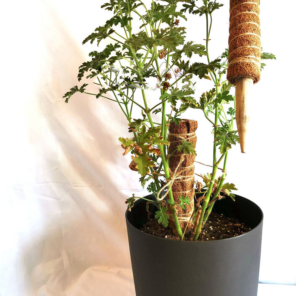 50cm Garden Plant Climbing Pole Coir Moss Stick Coconut Palm Sticks Creeper