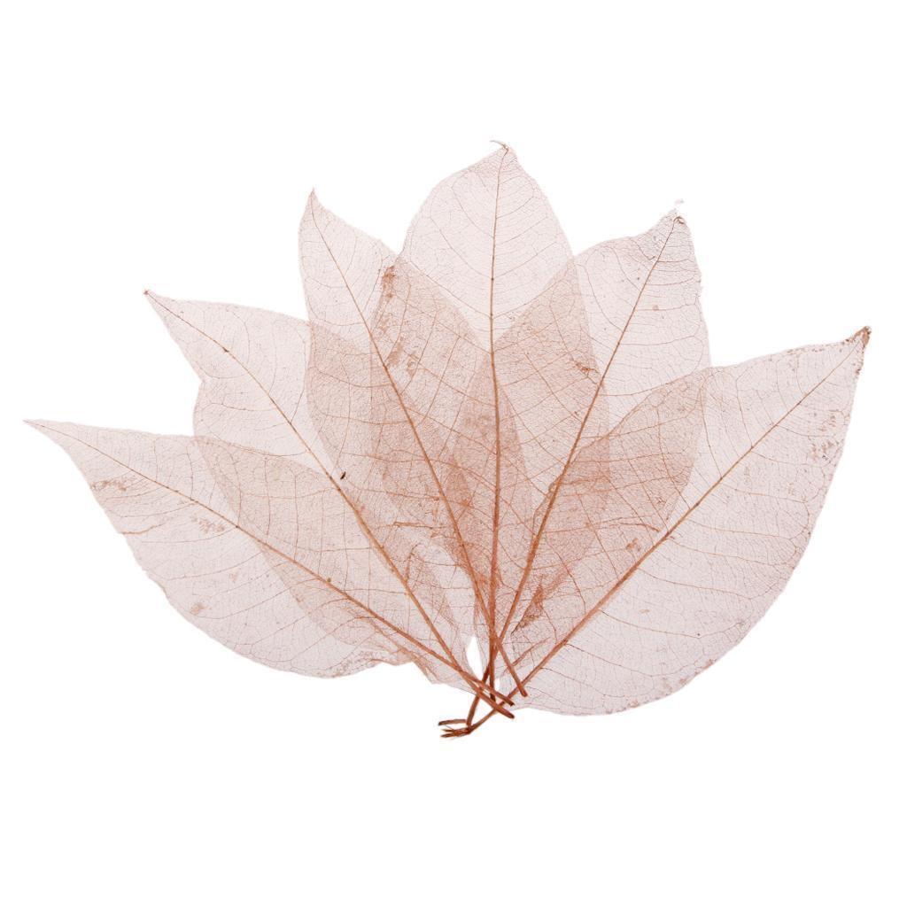 100 Natural Magnolia Skeleton Leaves Coffee Big Leaves - 13-15 Cm