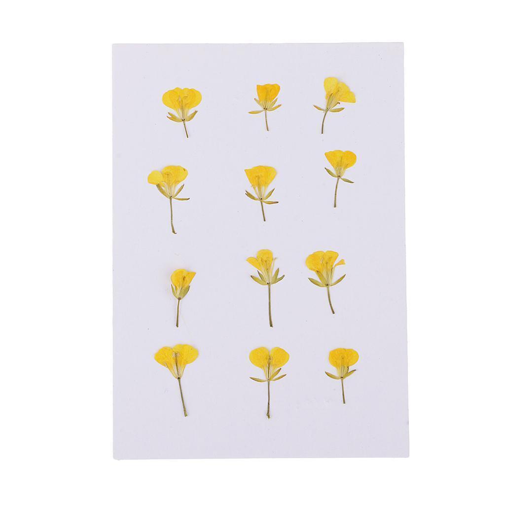 12 Pieces Pressed Flowers Dried Real Rape Flowers DIY Card Making Art Crafts