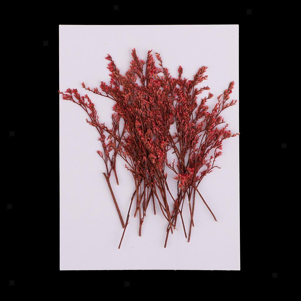 20 Pieces Dyed Red Limonium Real Dried Flower Pressed Dried Flower for Craft