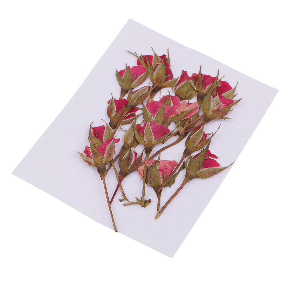 20Pcs  Press   Pressed Dried Flowers Leaves for Nails