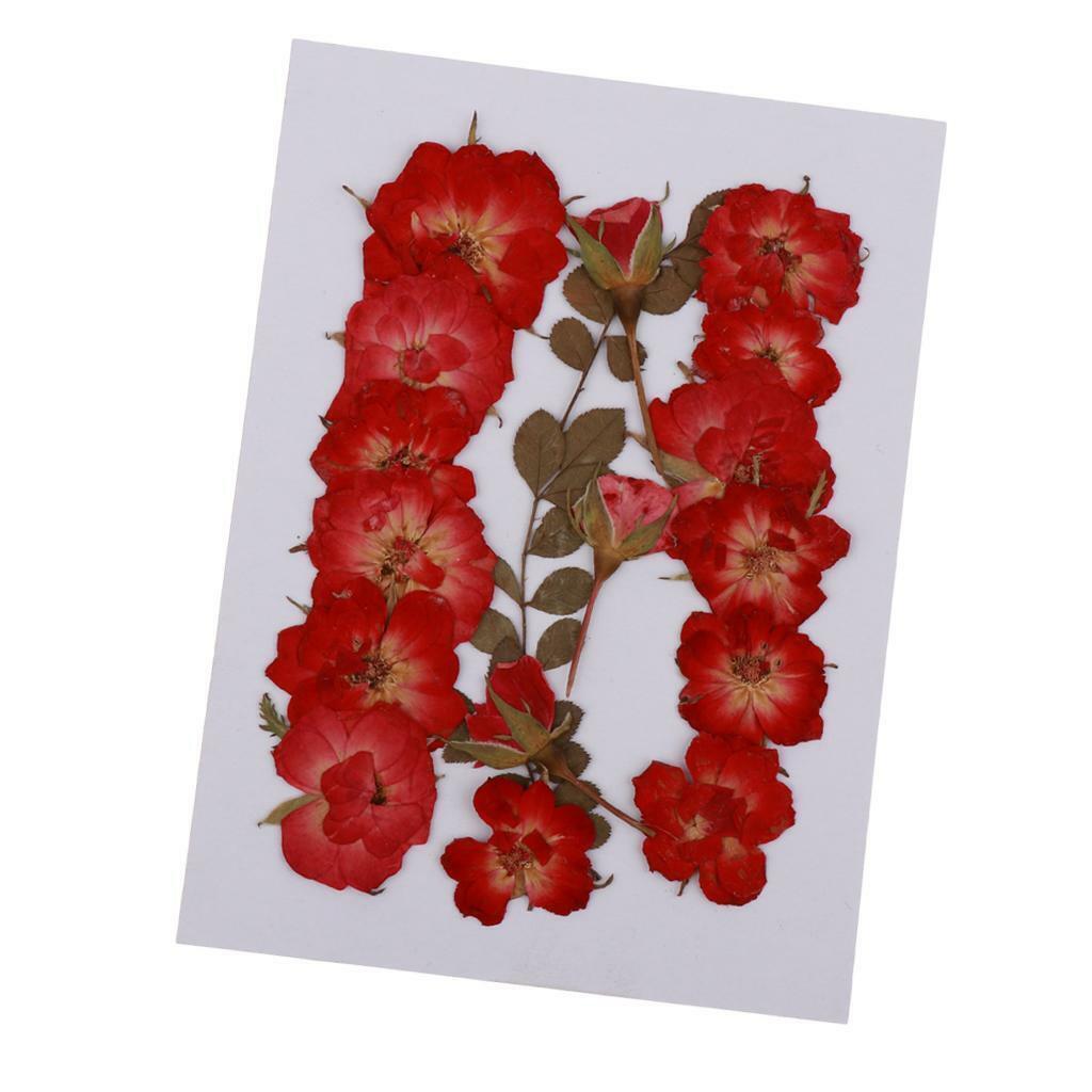 Mixed  Pressed Dried  Leaves DIY Scrapbook Craft 2-2.5cm