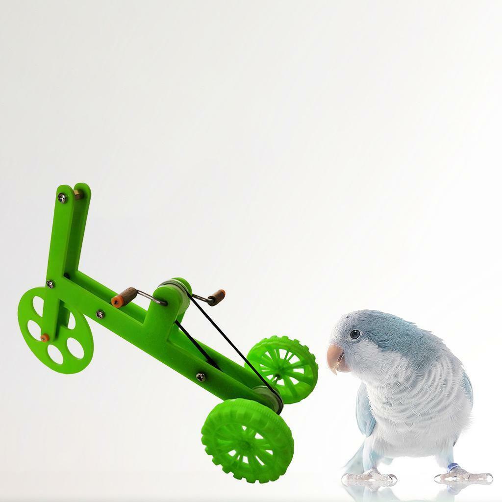 Funny Parrot   Educational Training Supplies for Cockatiel Parakeet