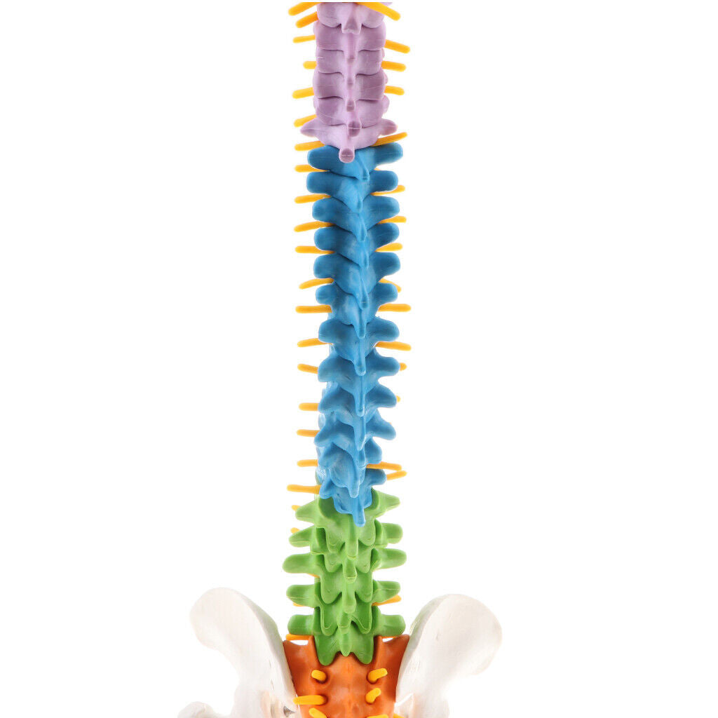 Colored Vertebra Statue   Spine Study Display Statues