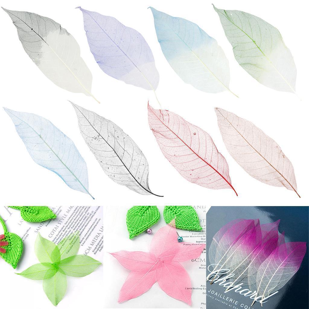 100 Natural Magnolia Skeleton Leaves Coffee Big Leaves - 13-15 Cm