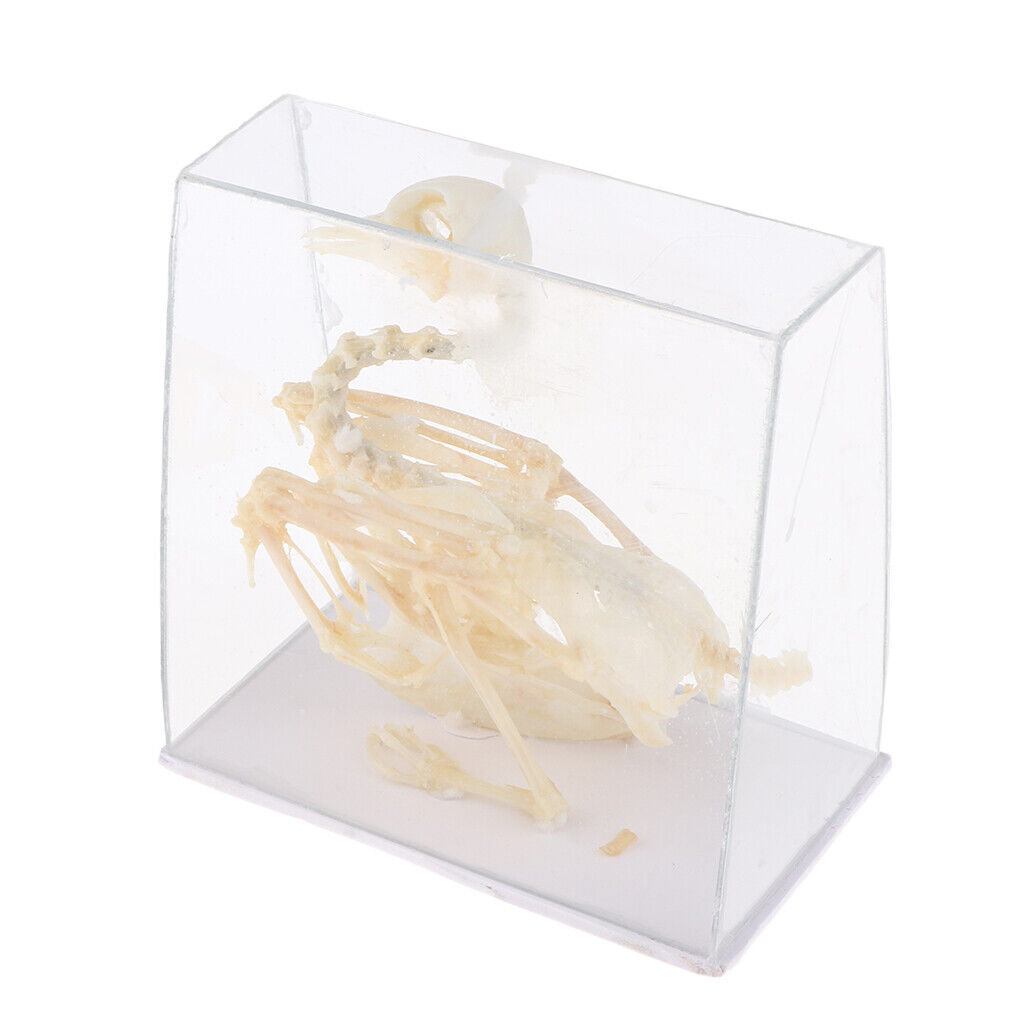 Pigeon Skeleton  Biology Science Educational Instruments School Teaching
