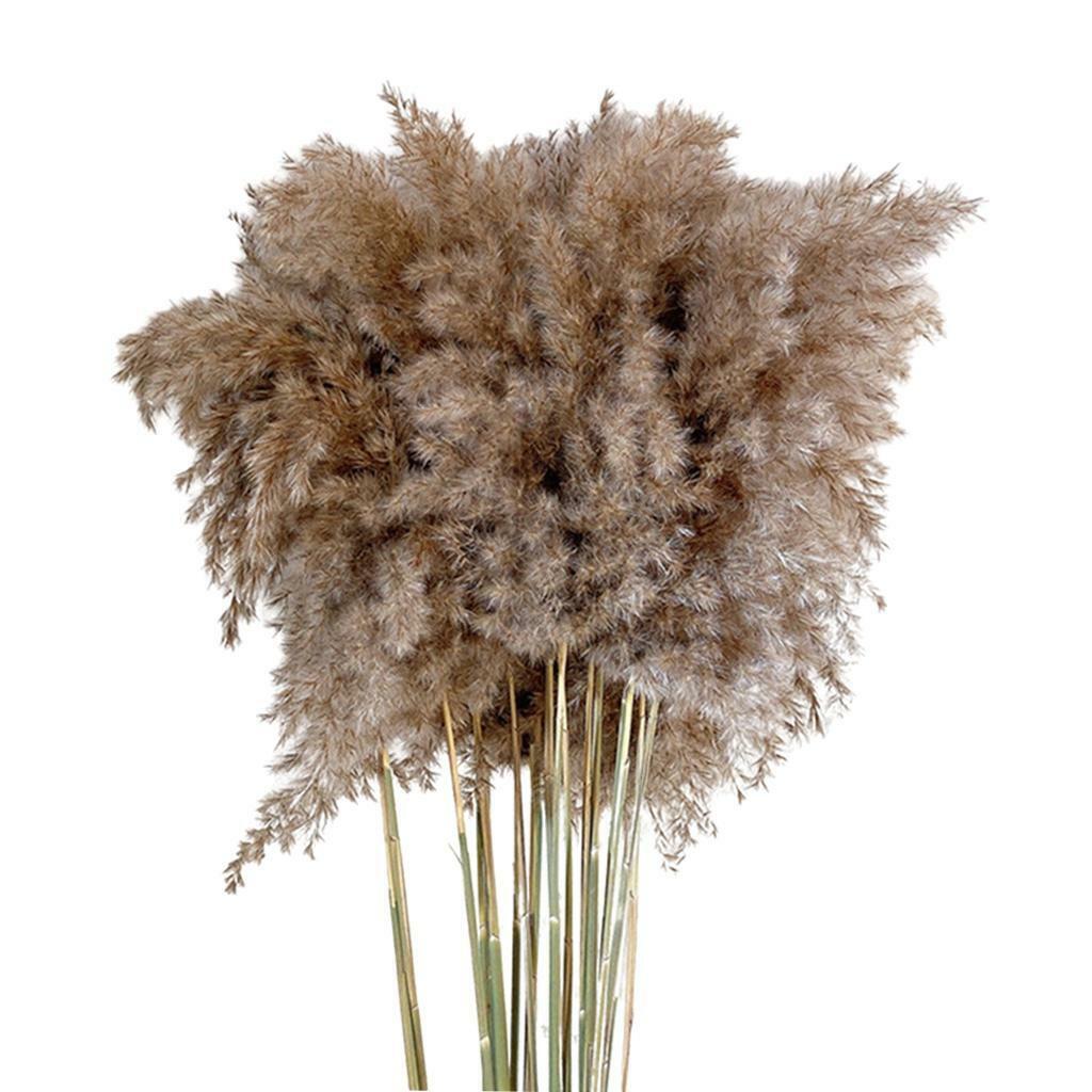 30x  Dried  Grass Reed Flower   and garden Table Decor
