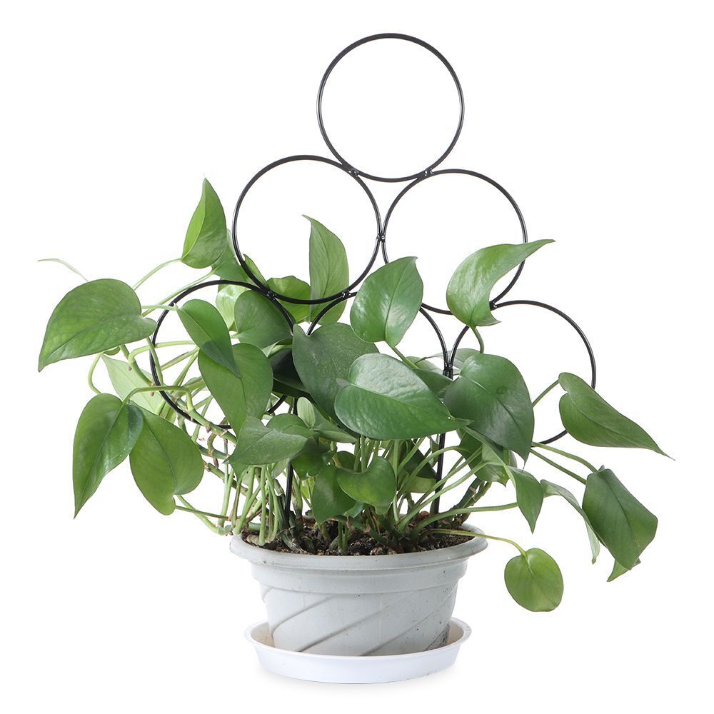 Bracket Plants Support Potted Plants Stand Climbing Rattan Frame Climbing Rack