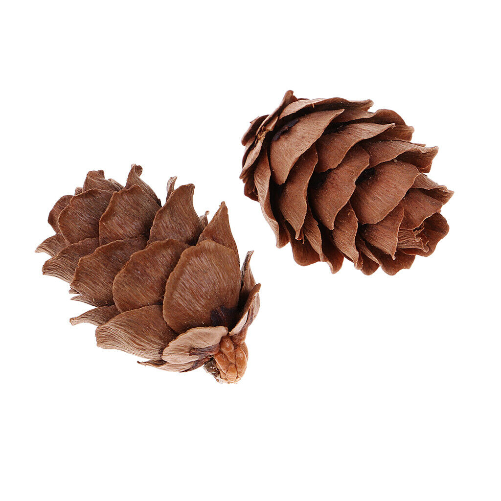 50Pcs Mini Small  Dried Pine Cones In Bulk Dried Flowers for Christmas