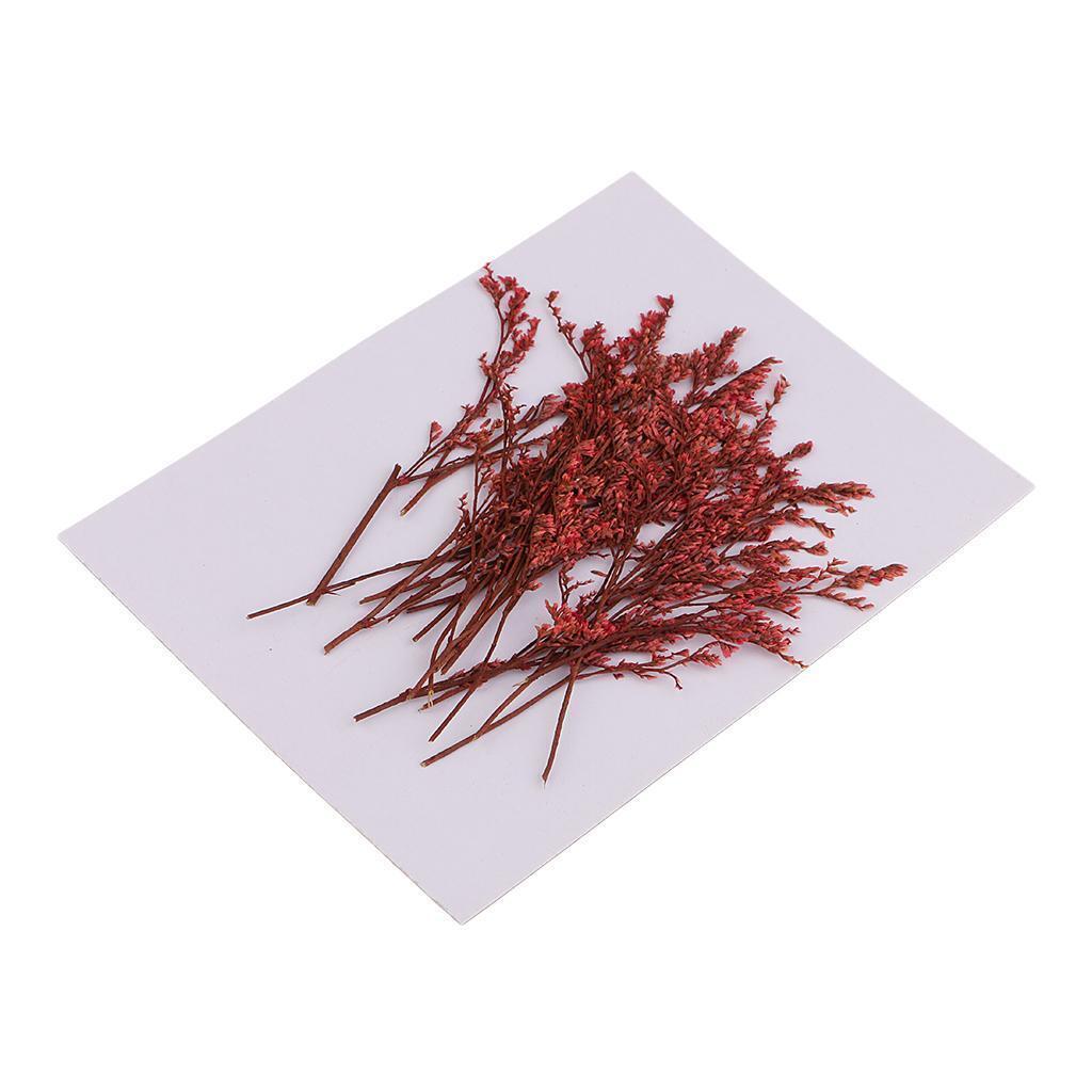 20 Pieces Dyed Red Limonium Real Dried Flower Pressed Dried Flower for Craft