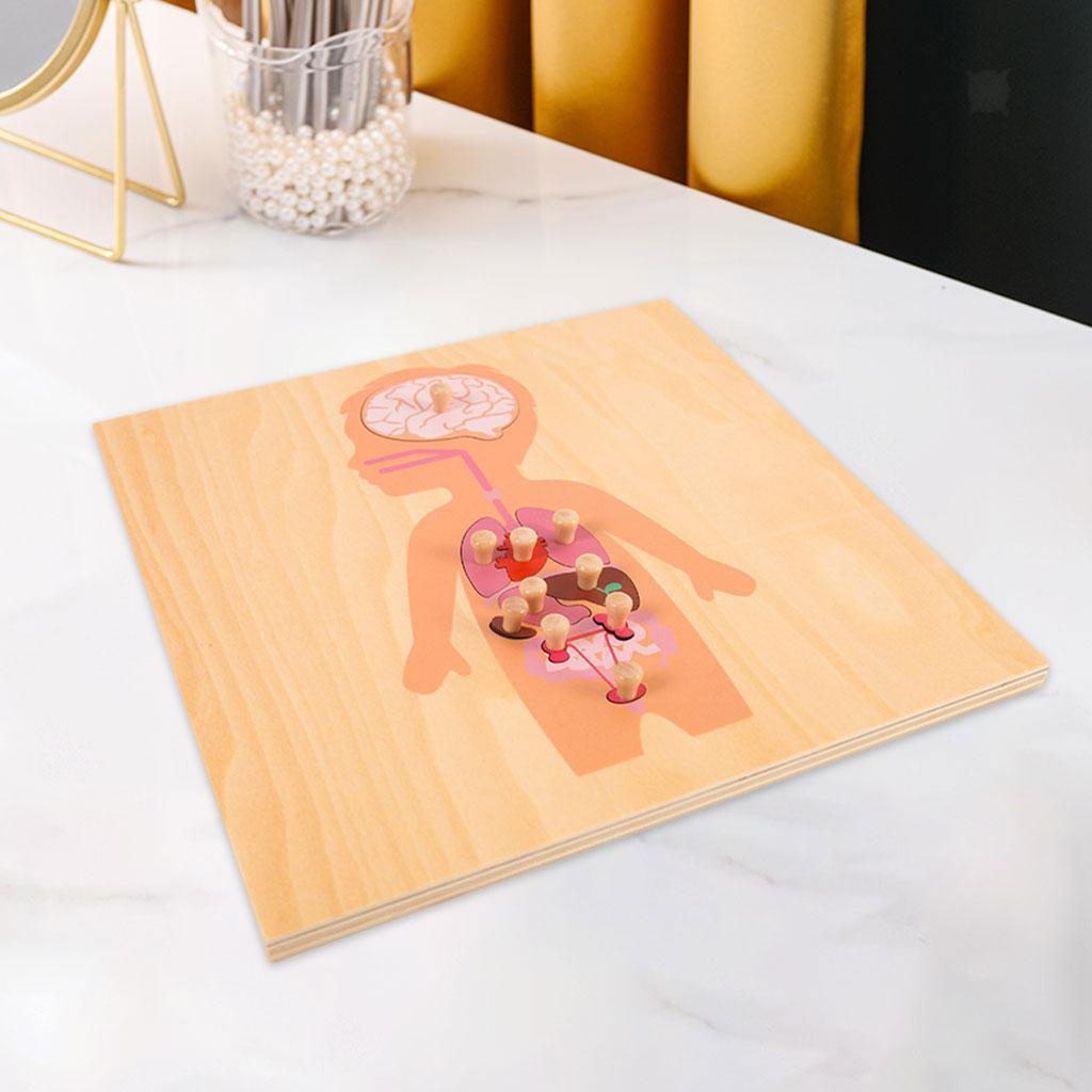 Wooden Montessori Science Puzzle Skeleton Educational  and   3+