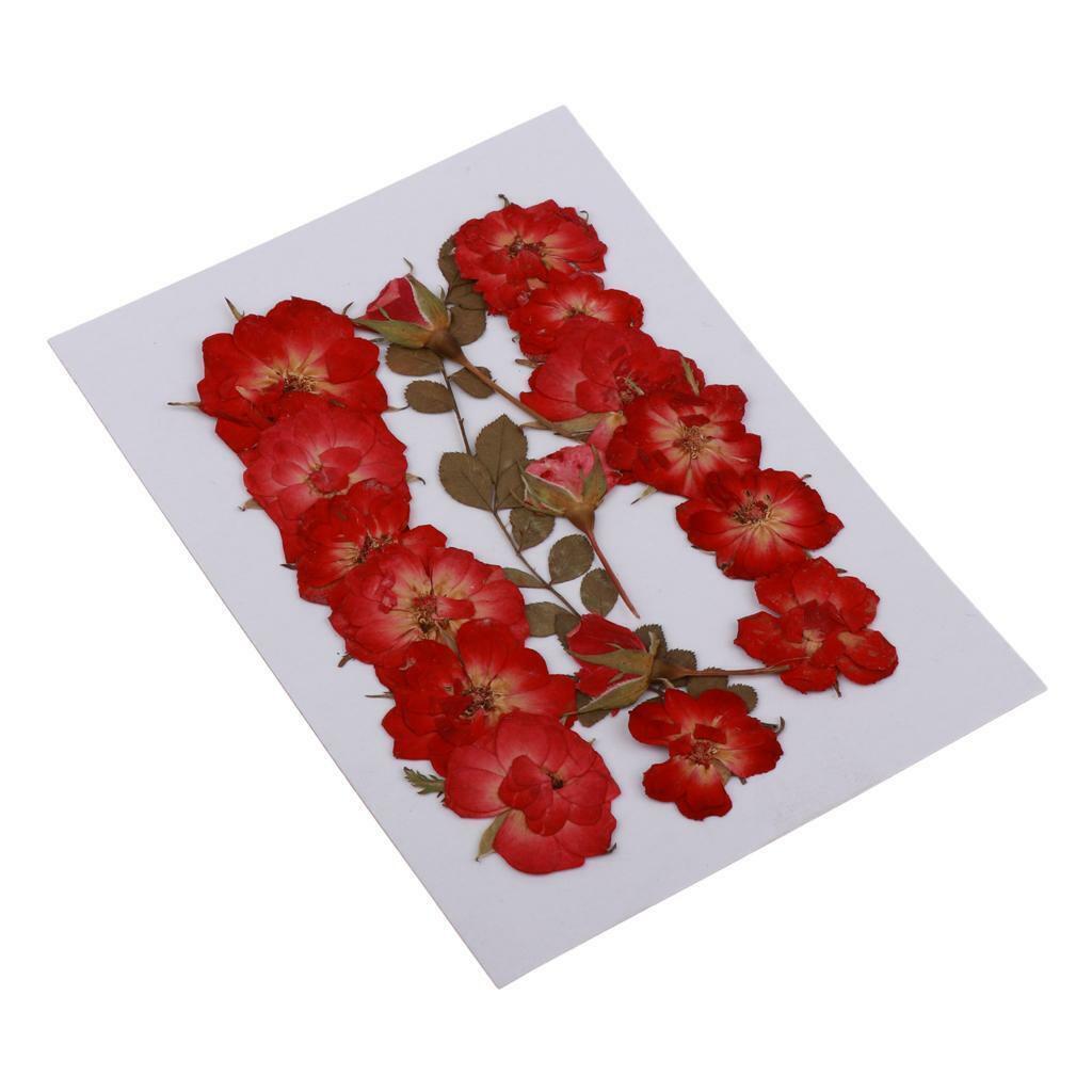 Mixed  Pressed Dried  Leaves DIY Scrapbook Craft 2-2.5cm