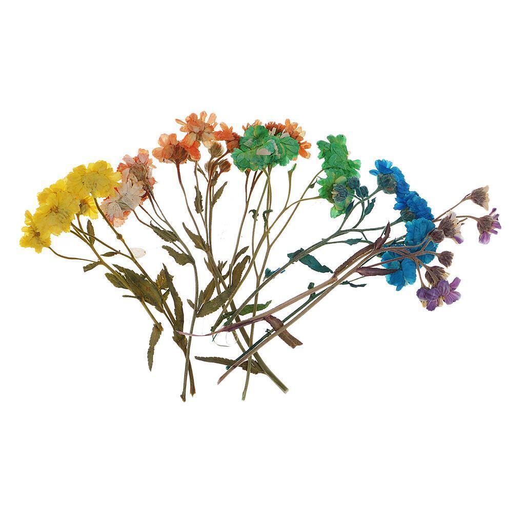 10 Pieces Pressed Dried Flowers Colourful Daisy for DIY Phone Case Decor