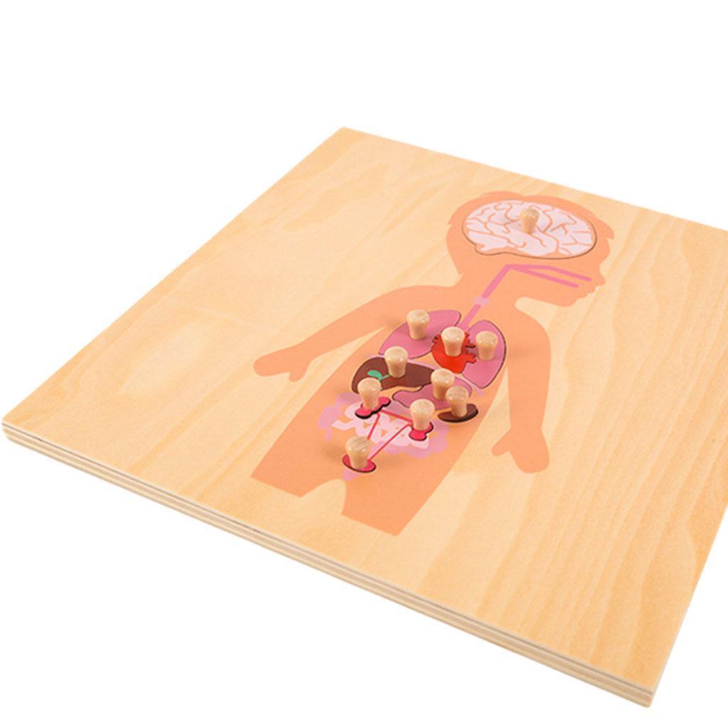 Wooden Montessori Science Puzzle Skeleton Educational  and   3+