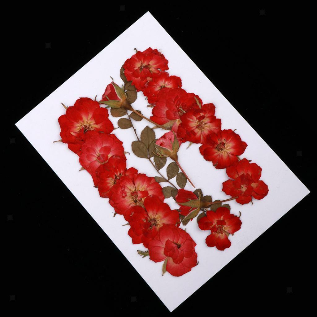 Mixed  Pressed Dried  Leaves DIY Scrapbook Craft 2-2.5cm