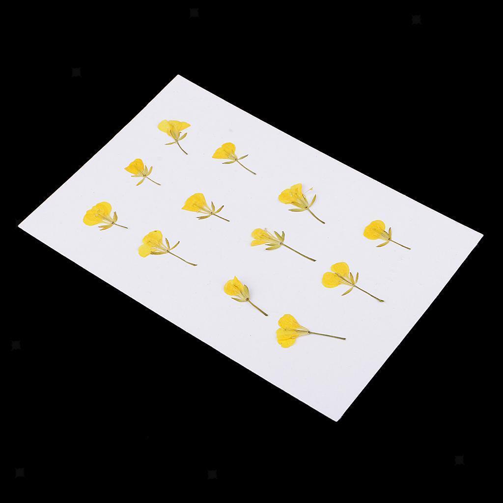 12 Pieces Pressed Flowers Dried Real Rape Flowers DIY Card Making Art Crafts