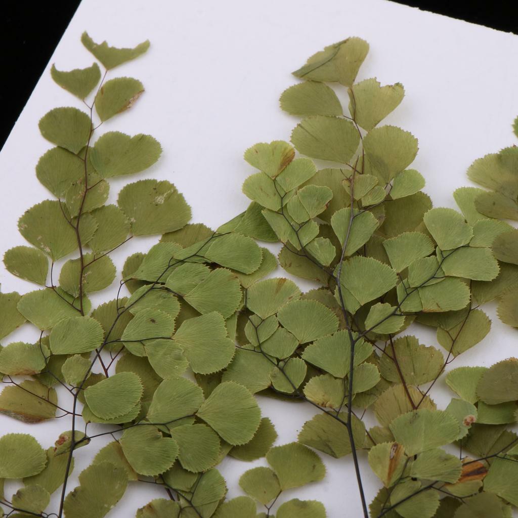 of 10 Pressed Flowers Adiantum Set  Blossom  Decoration