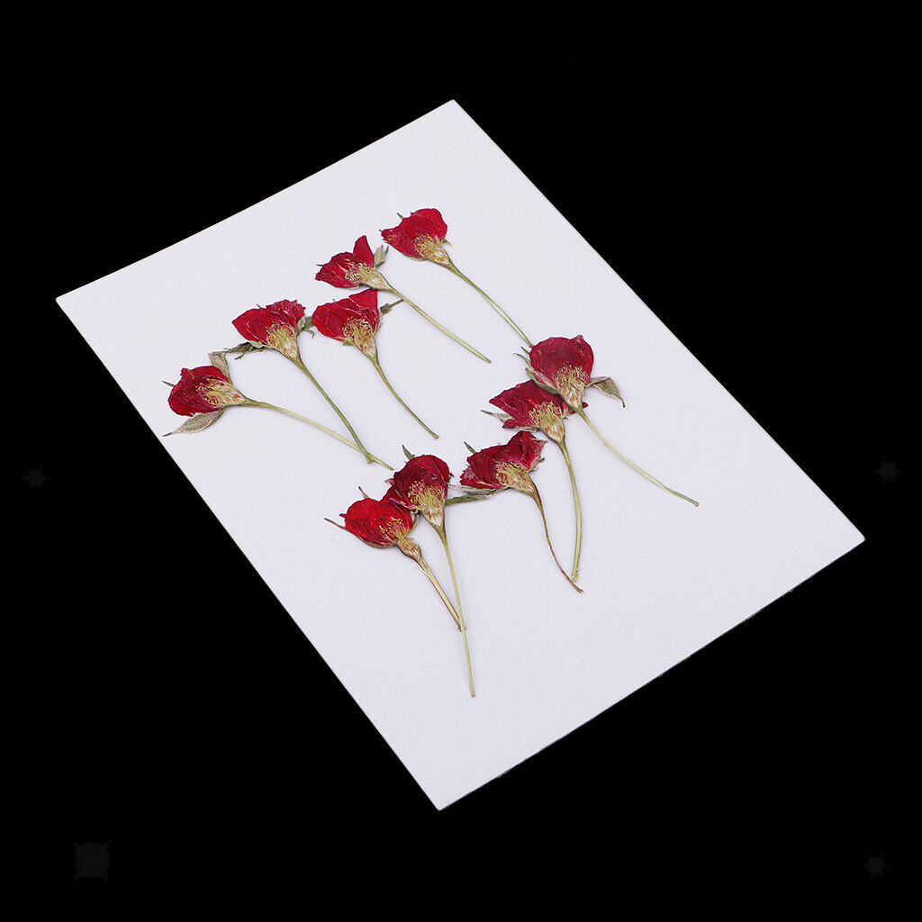 10pcs Natural Real Dried Flower Rose for DIY Christmas Wedding Card Making