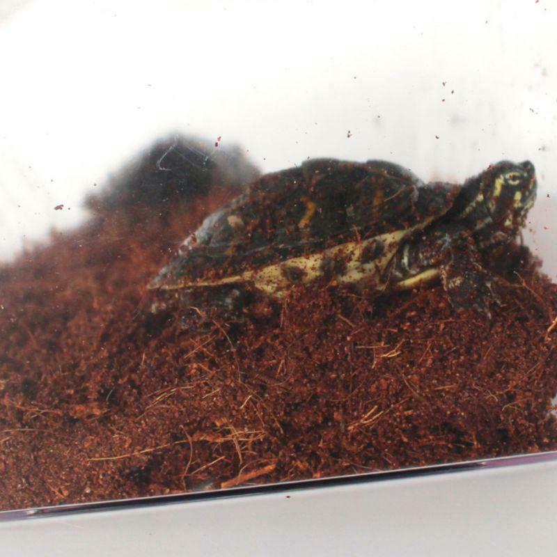 Reptile Brick Coconut Natural Bedding Pad For Amphibians Reptiles Animal Pets