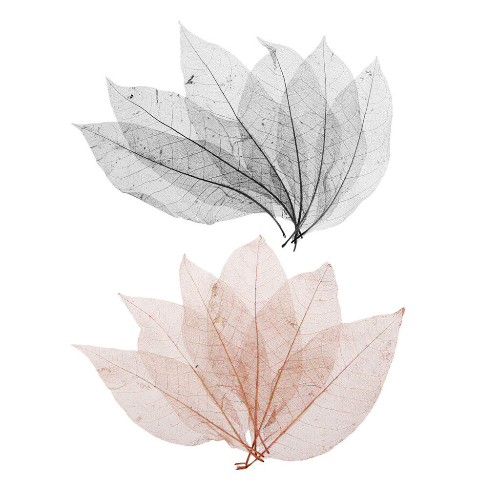 100x Magnolia Skeleton Leaf Leaves for Scrapbook Craft Wedding Black Coffee