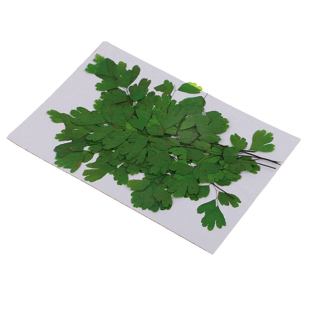 12Pcs Rock Fern Leaves Pressed Press Dried Flower Real Dried Flower Plant