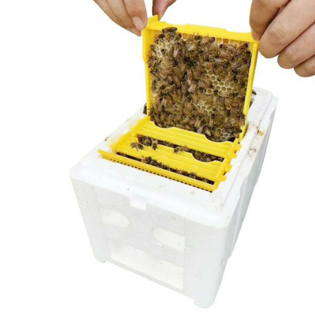 5X Bee Tail Box Bee Pollination Box Beehive King Box for Beekeeper Starter