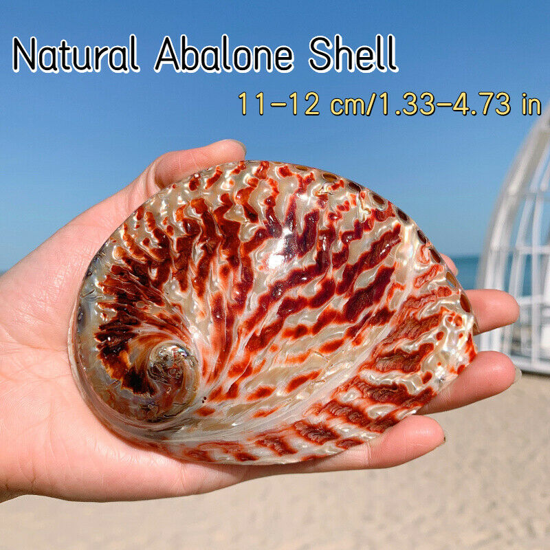 Natural Abalone Shell Conch Aquarium Fish Tank Ornaments Landscape 11-12CM